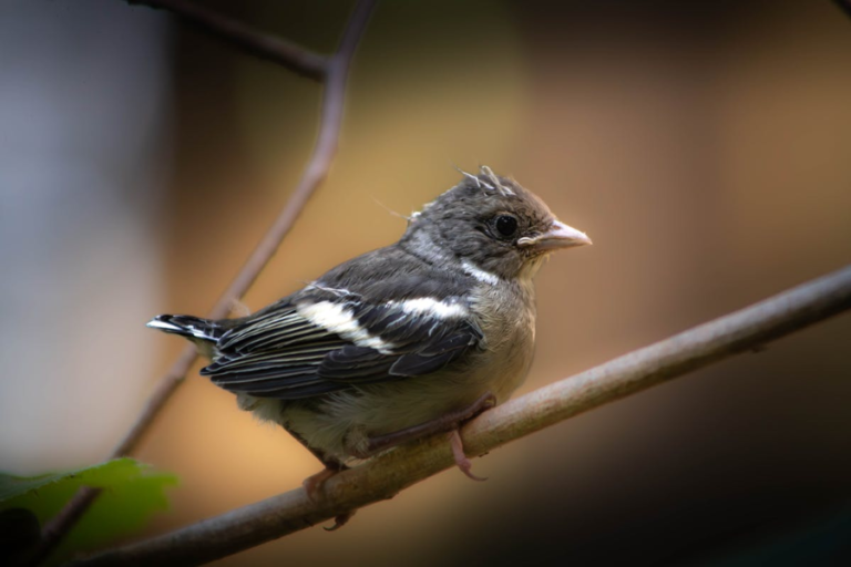 hancock bird meaning